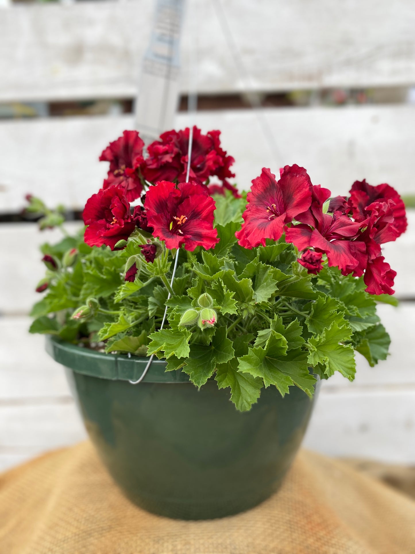 GERANIUM MARTHA WASHINGTON ELEGANCE CLARET - 10" HANGING BASKET