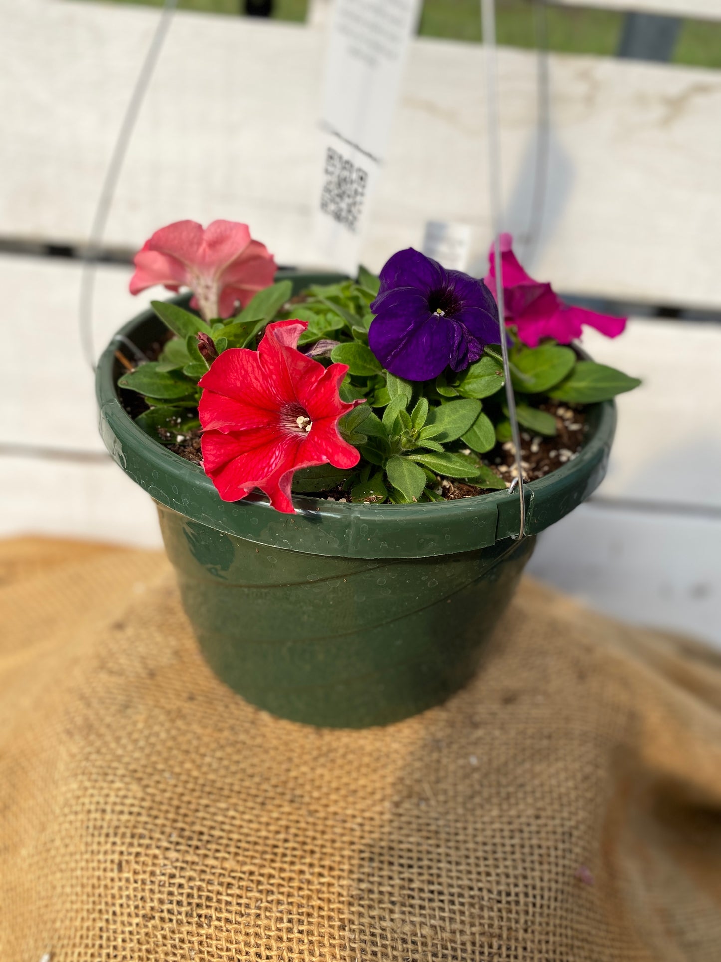 PETUNIA PRETTY GRAND MIX - 8" HANGING BASKET