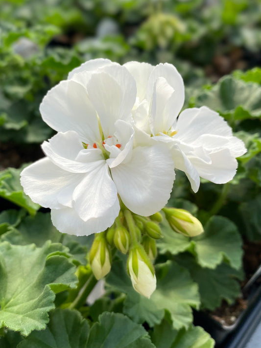 GERANIUM FANTASIA WHITE