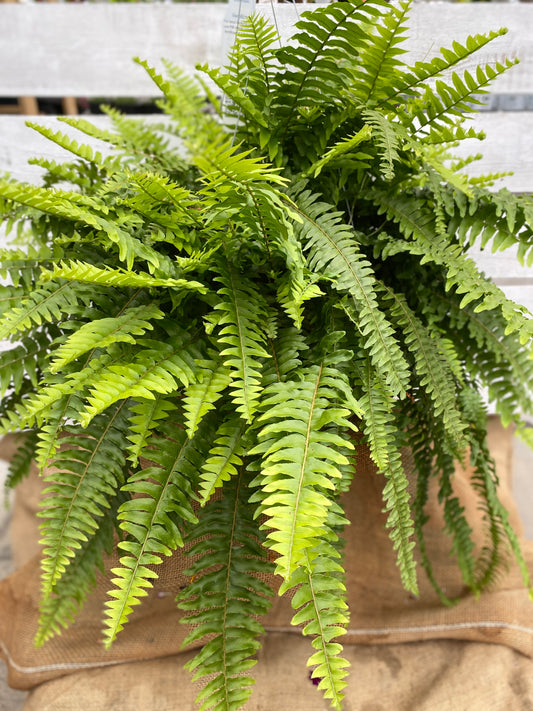 BOSTON FERN