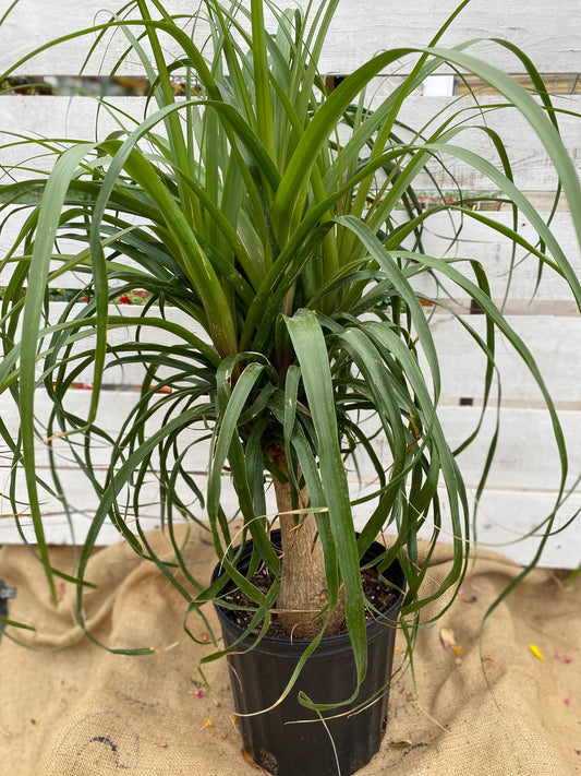 PONYTAIL PALM - 10'' POT