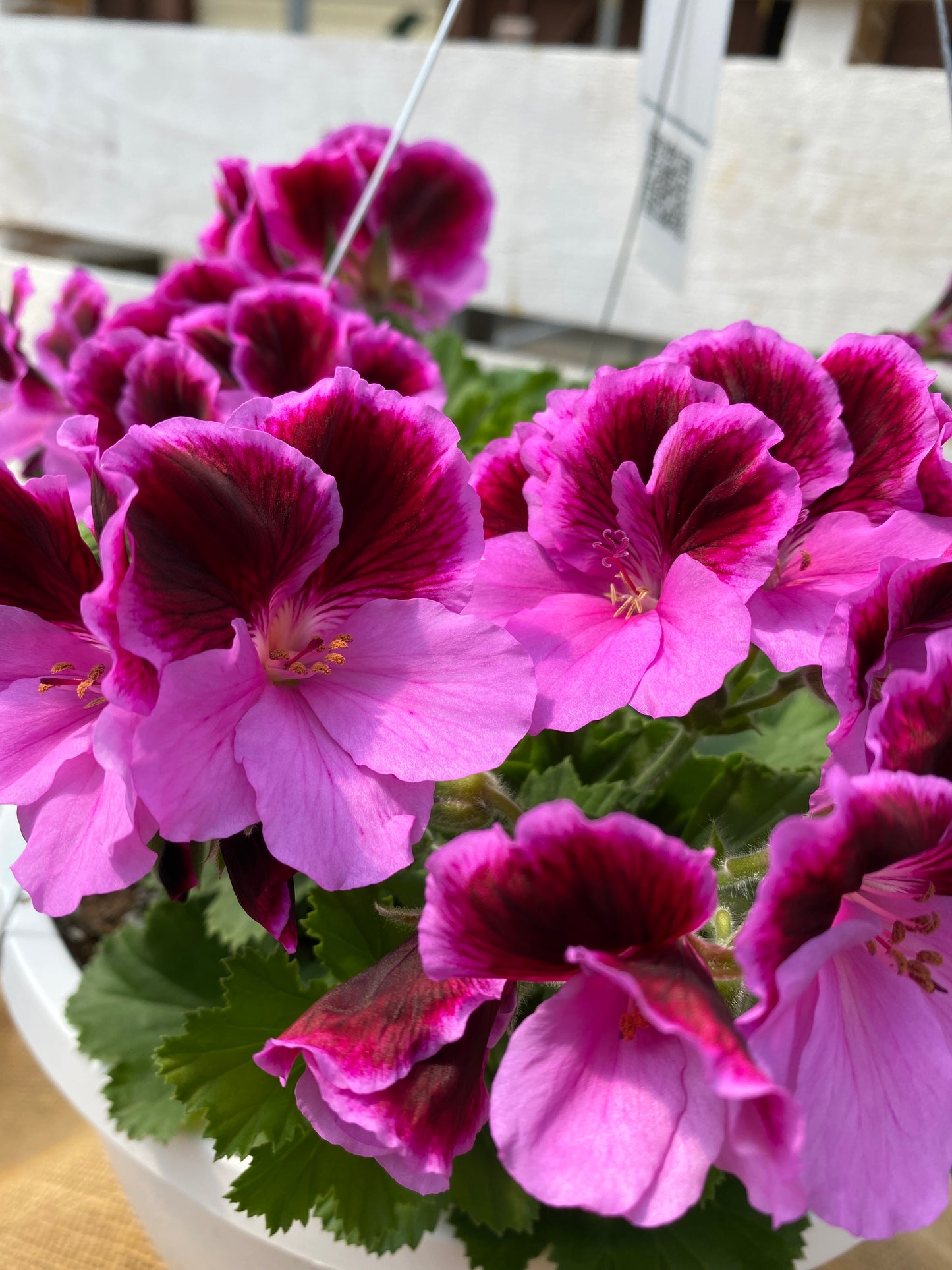 GERANIUM MARTHA WASHINGTON ELEGANCE LILAC MAJESTY - 10" HANGING BASKET