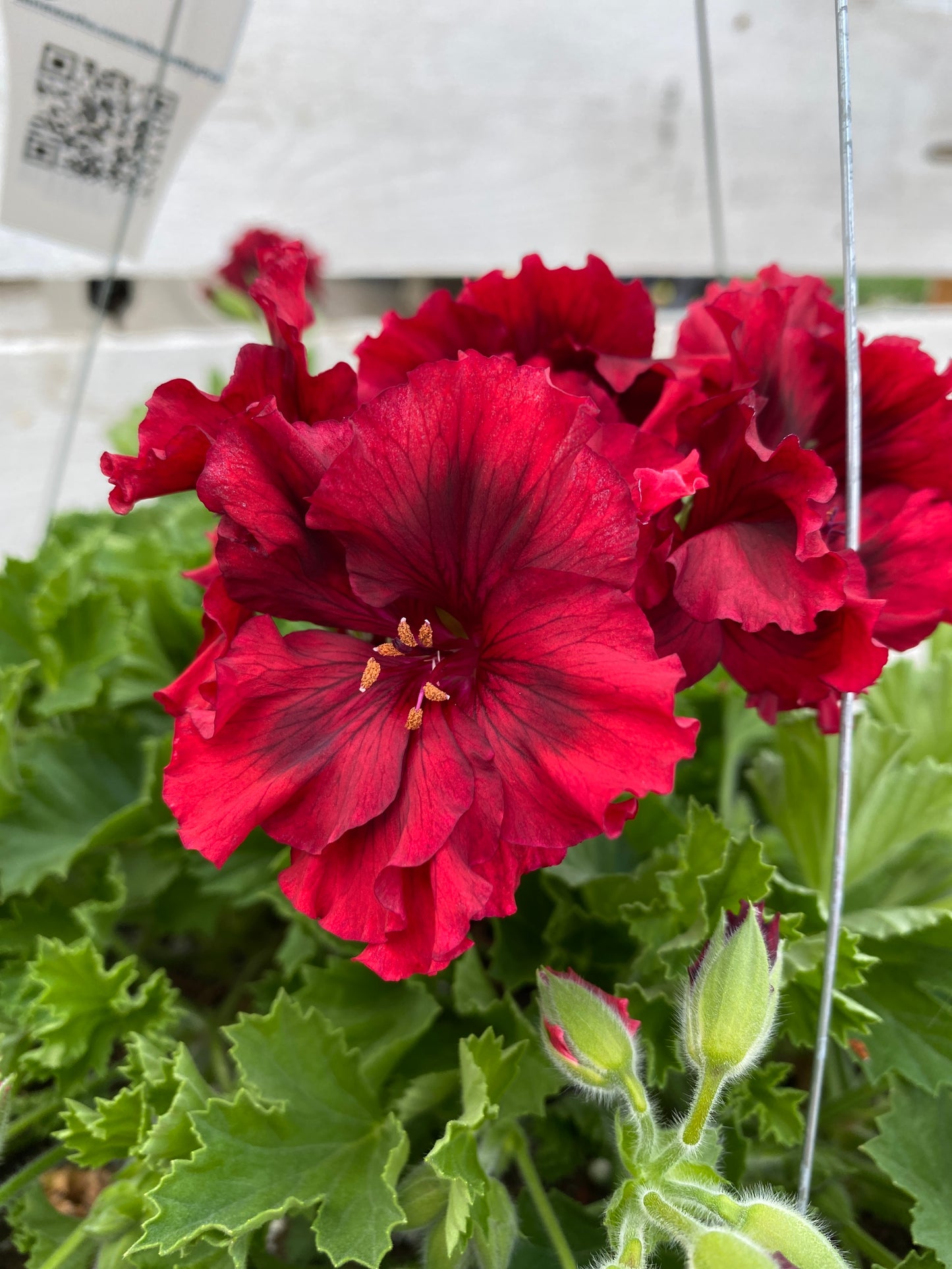 GERANIUM MARTHA WASHINGTON ELEGANCE CLARET - 10" HANGING BASKET