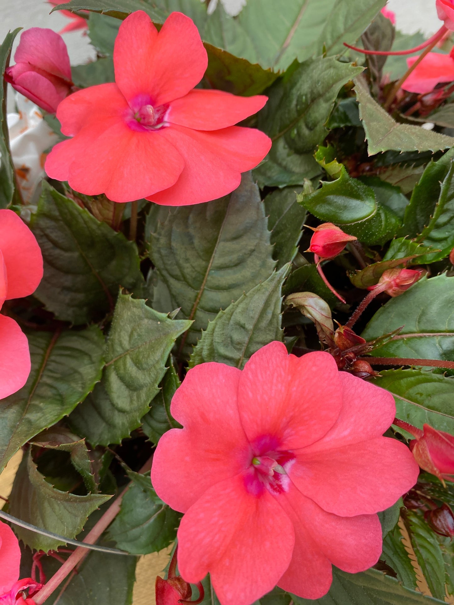 SUNPATIENS COMPACT CORAL PINK - 10'' HANGING BASKET