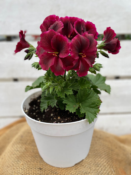 GERANIUM MARTHA WASHINGTON ELEGANCE BURGUNDY