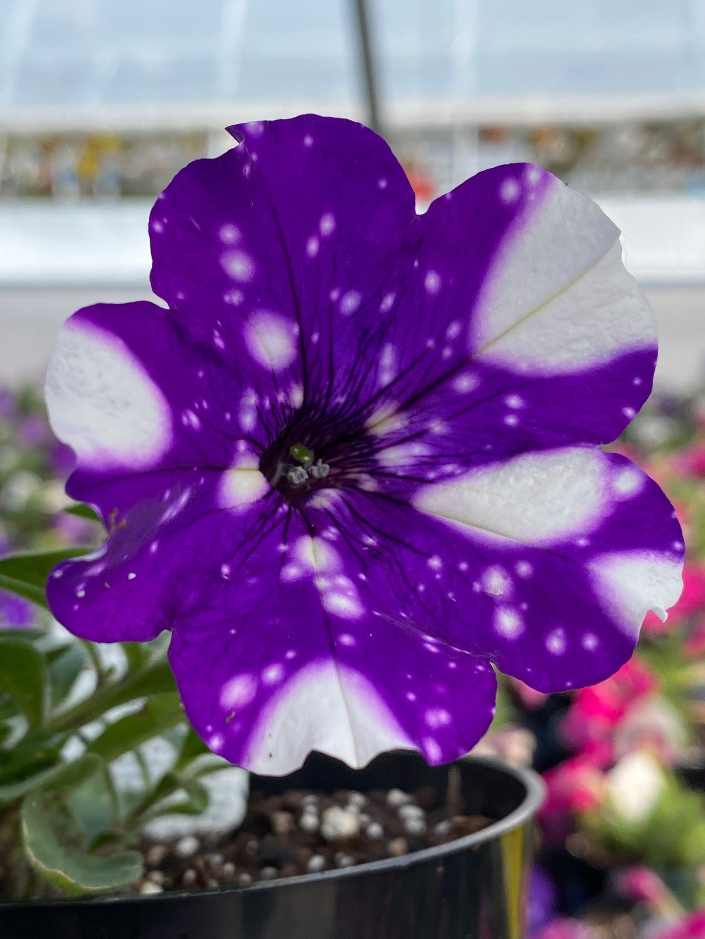 PETUNIA HEADLINER NIGHT SKY - 4'' POT