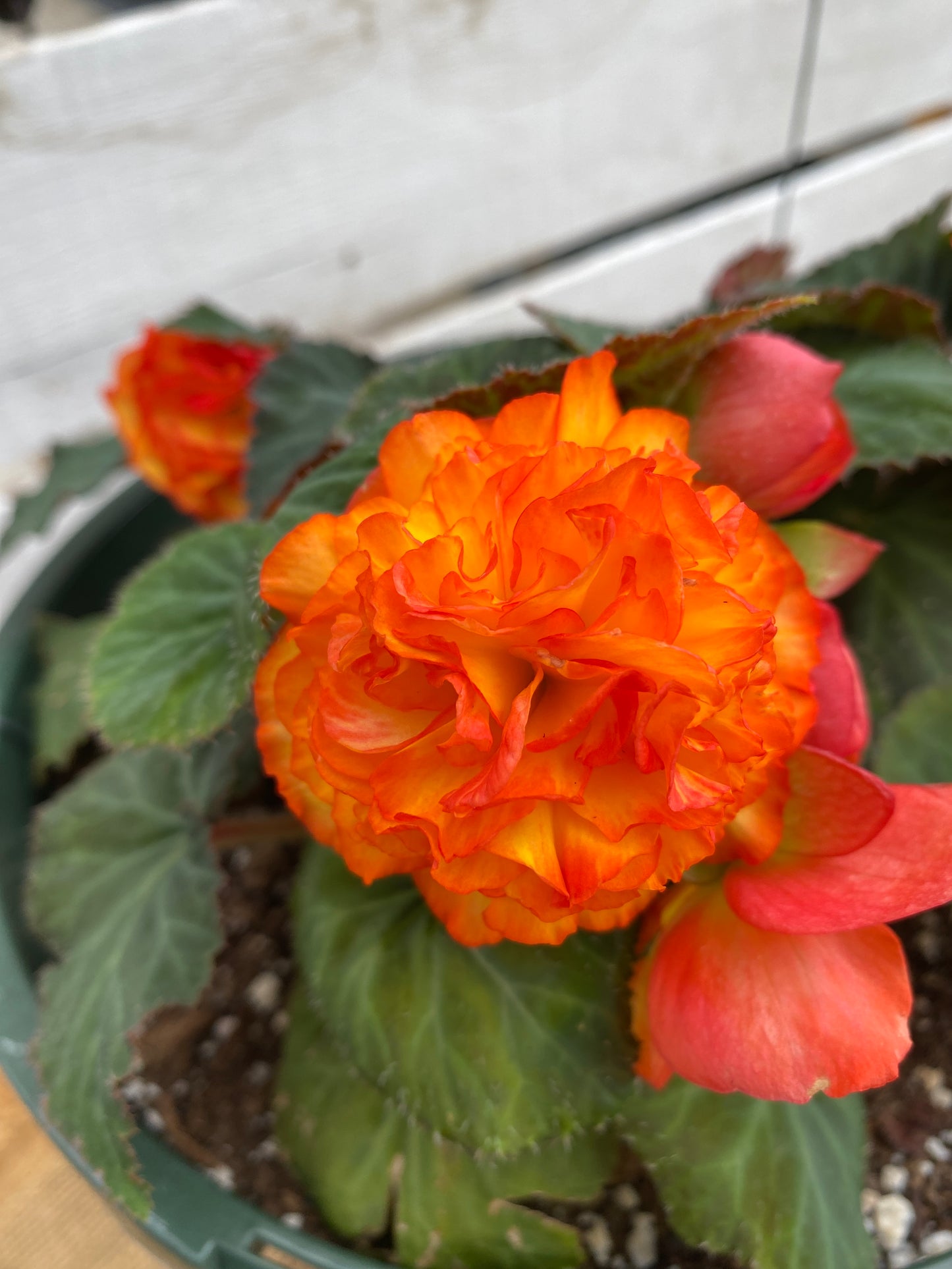 BEGONIA NON-STOP FIRE - 10" HANGING BASKET