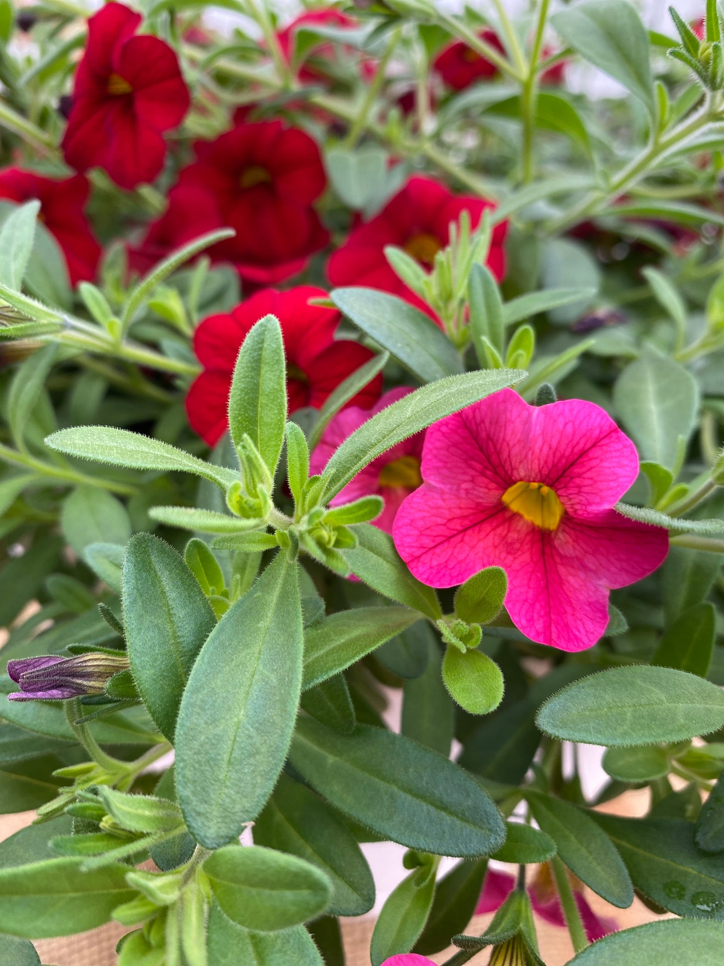 COMBO CHERRY PLUM TART - 10" HANGING BASKET