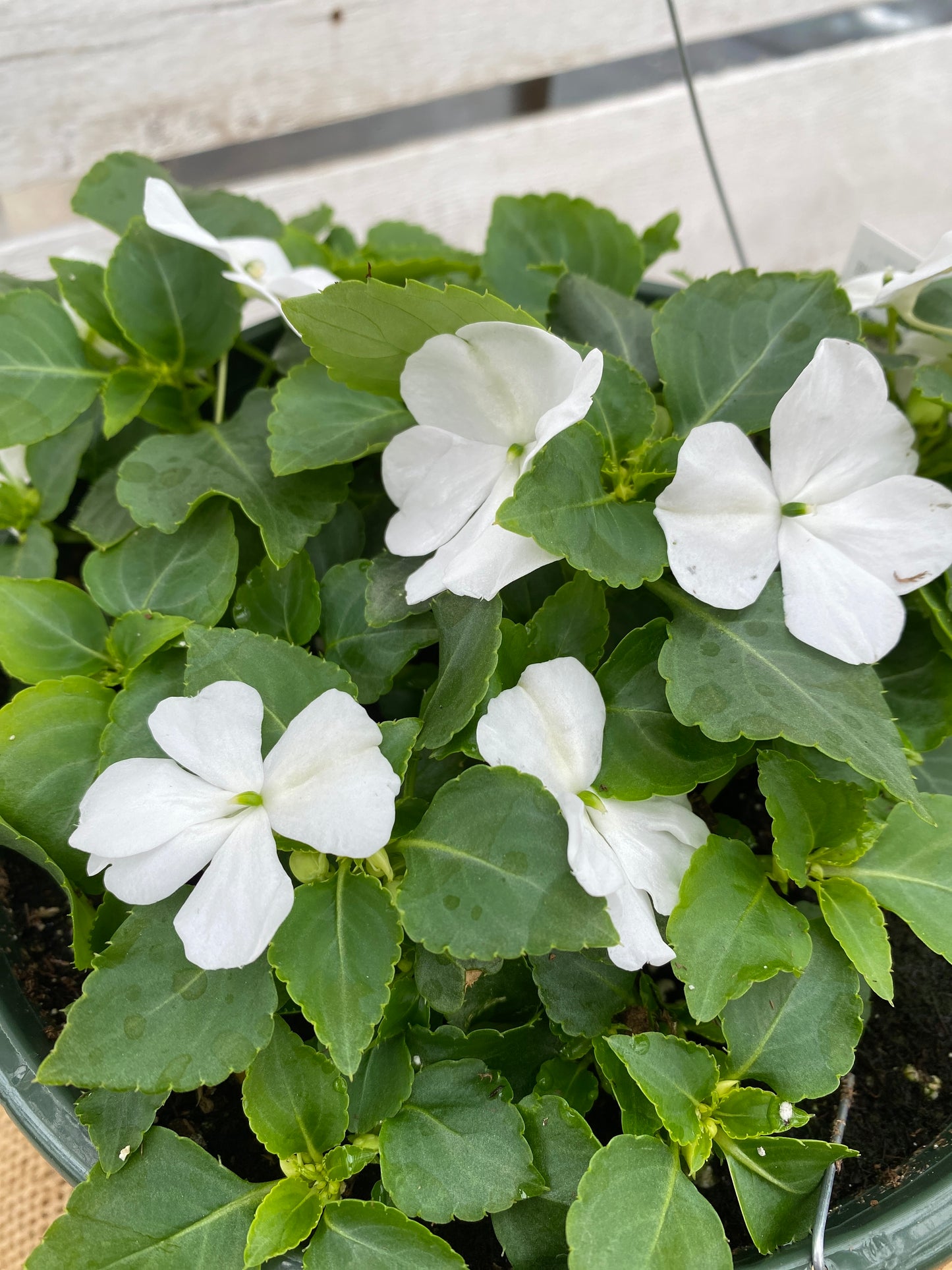 IMPATIENS BEACON WHITE - HANGING BASKET