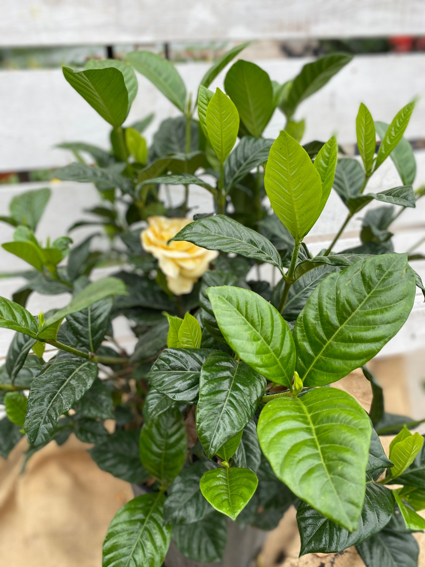 GARDENIA - 10'' BUSH