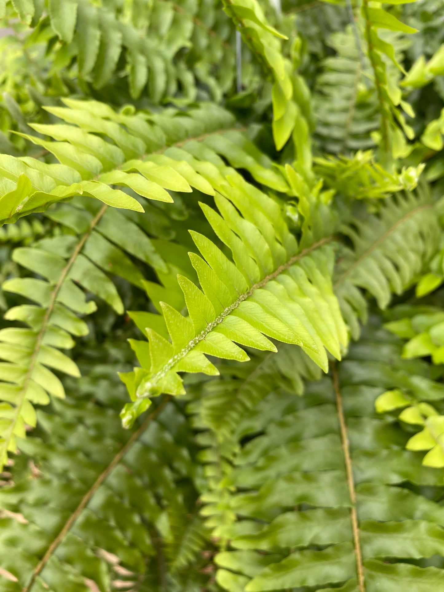 BOSTON FERN