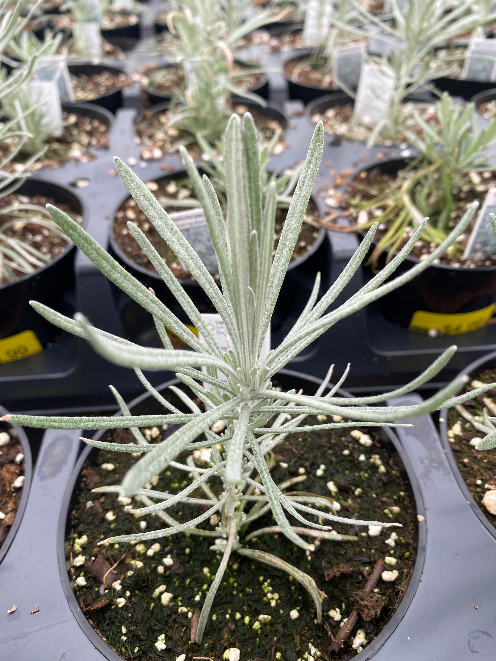 HELICHRYSUM ICICLES