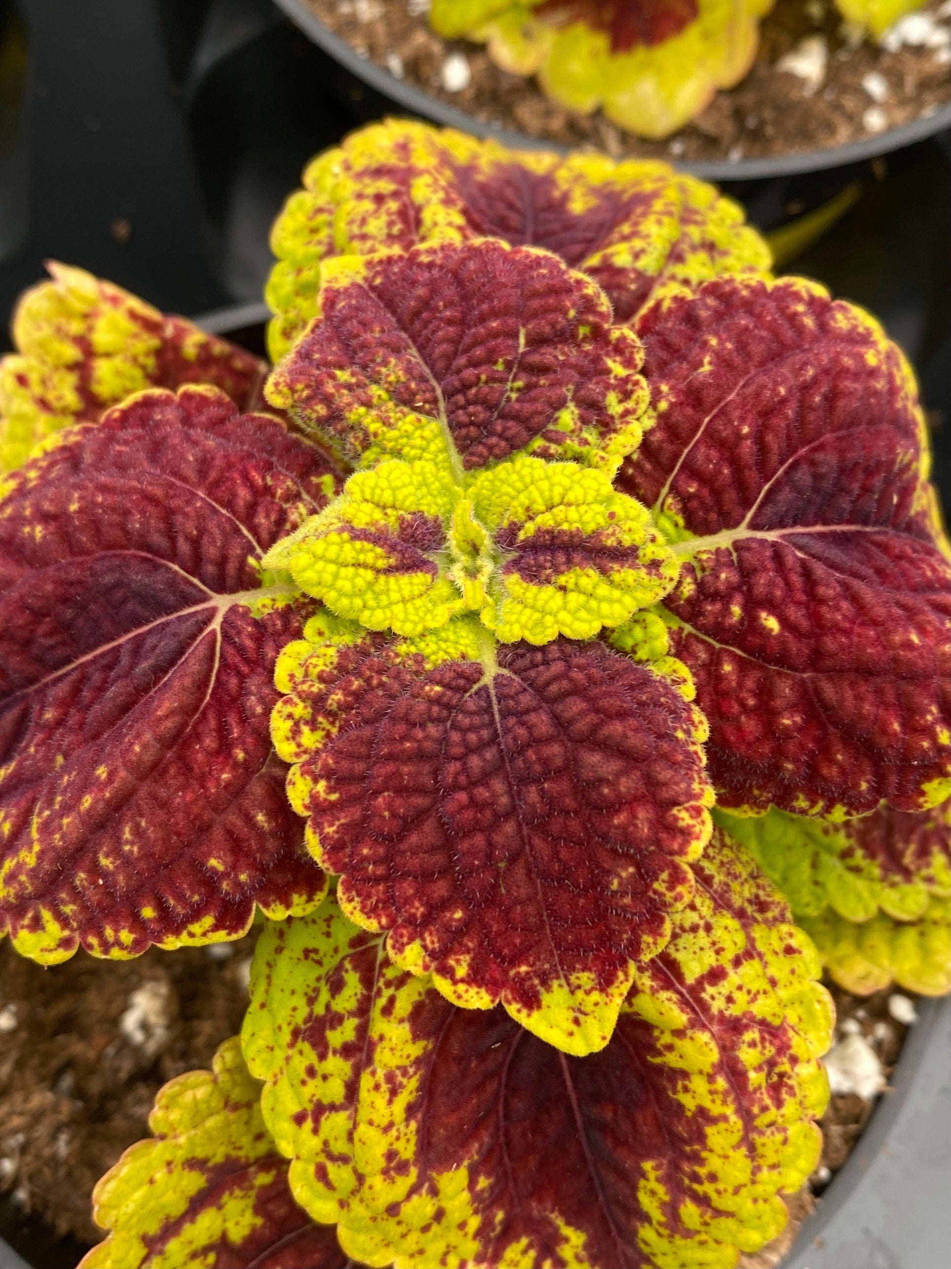 Annual Flowers – Page 12 – Deneweth's Garden Center