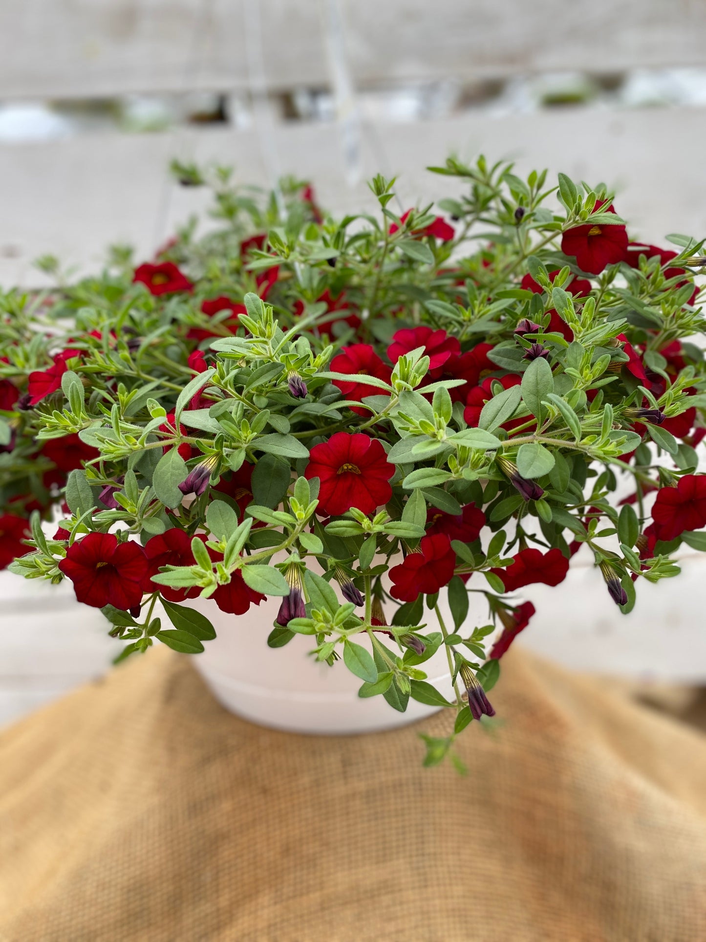 CALIBRACHOA CABARET BRIGHT RED - 10'' HANGING BASKET