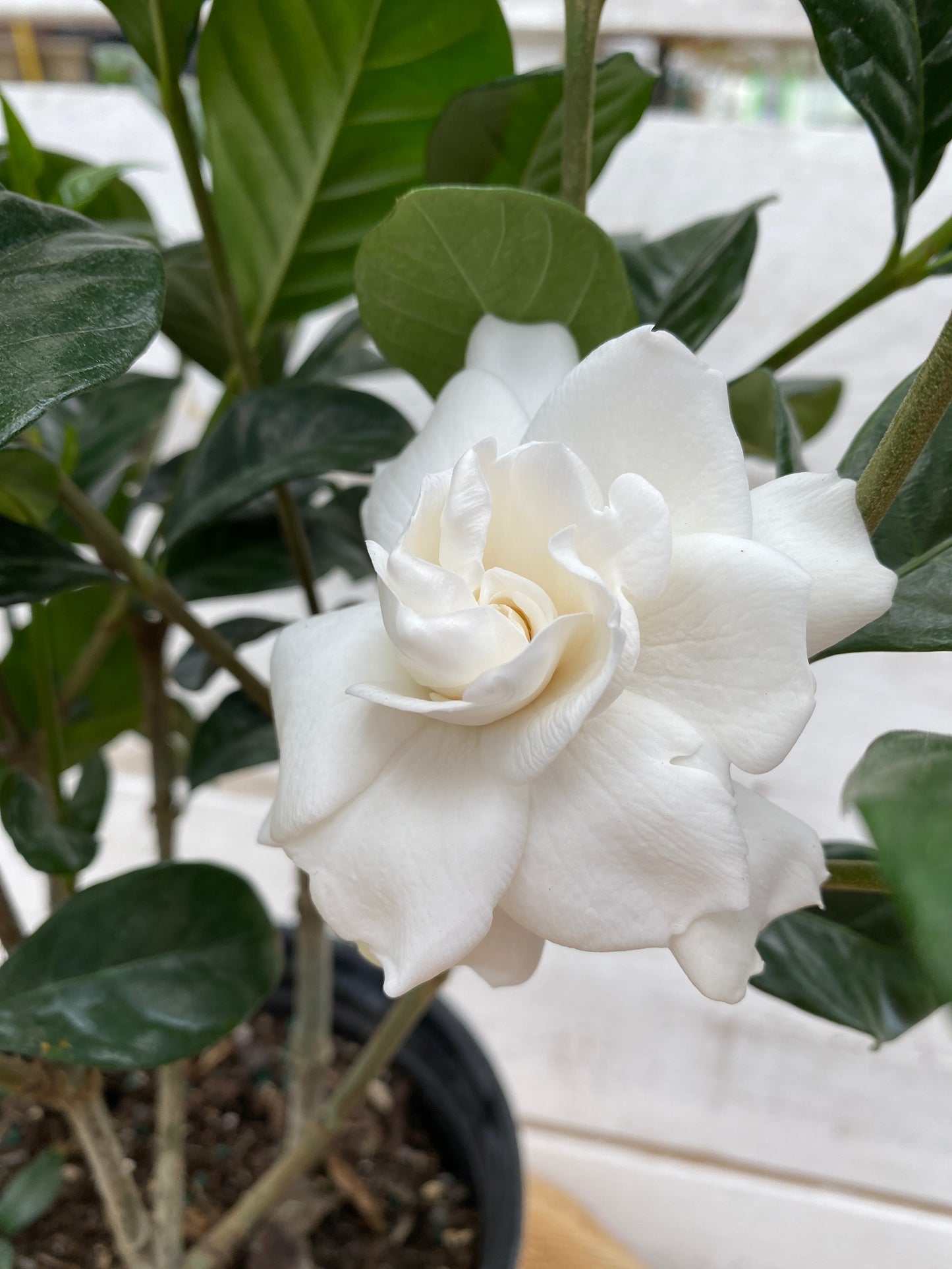 GARDENIA - 6'' BUSH