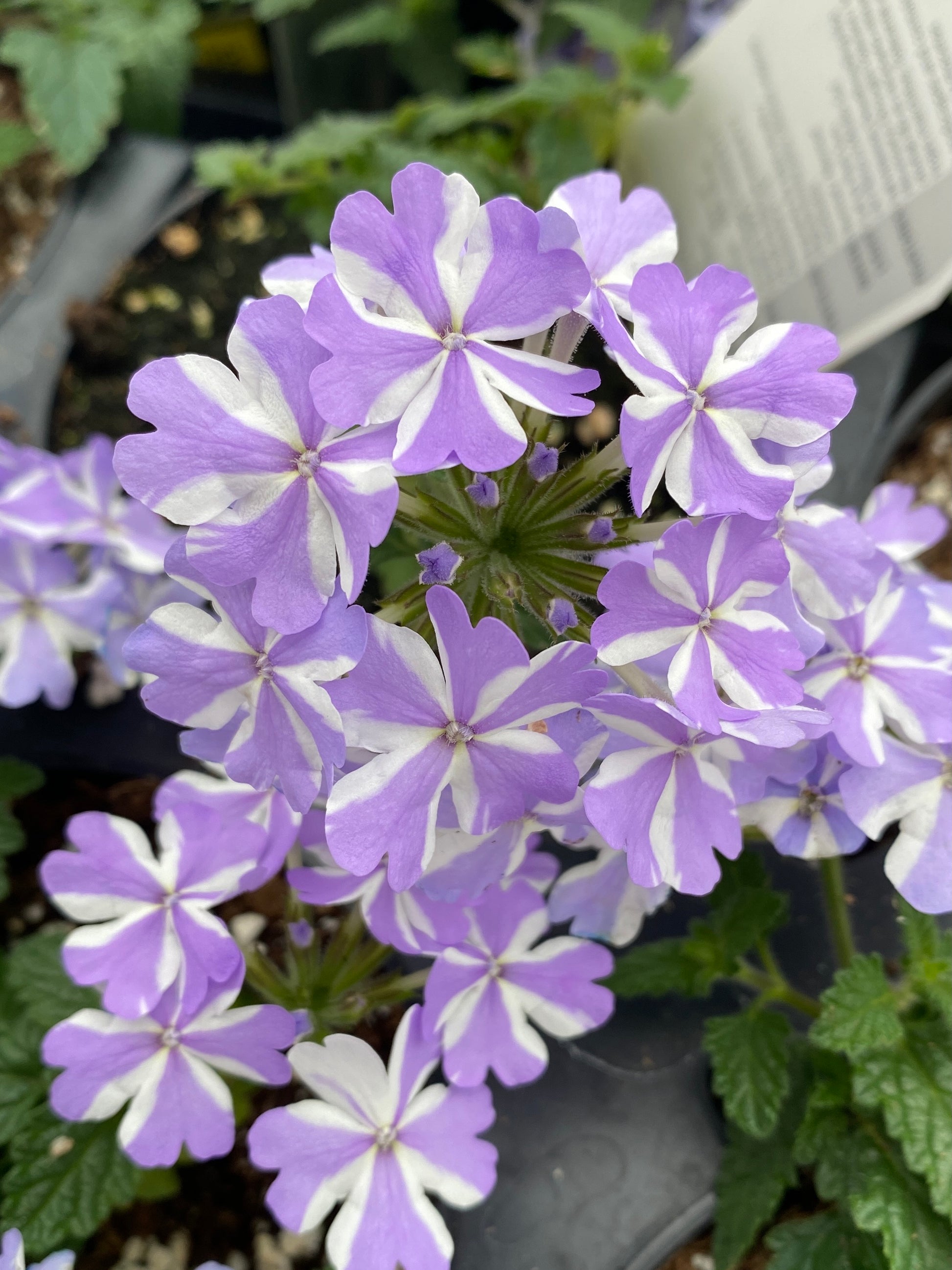 VERBENA SUPERBENA STORMBURST