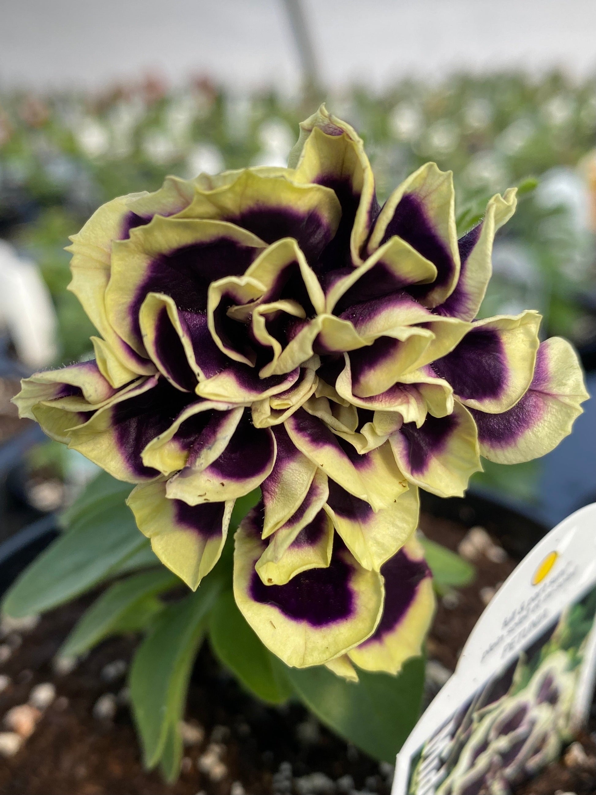 PETUNIA MIDNIGHT GOLD