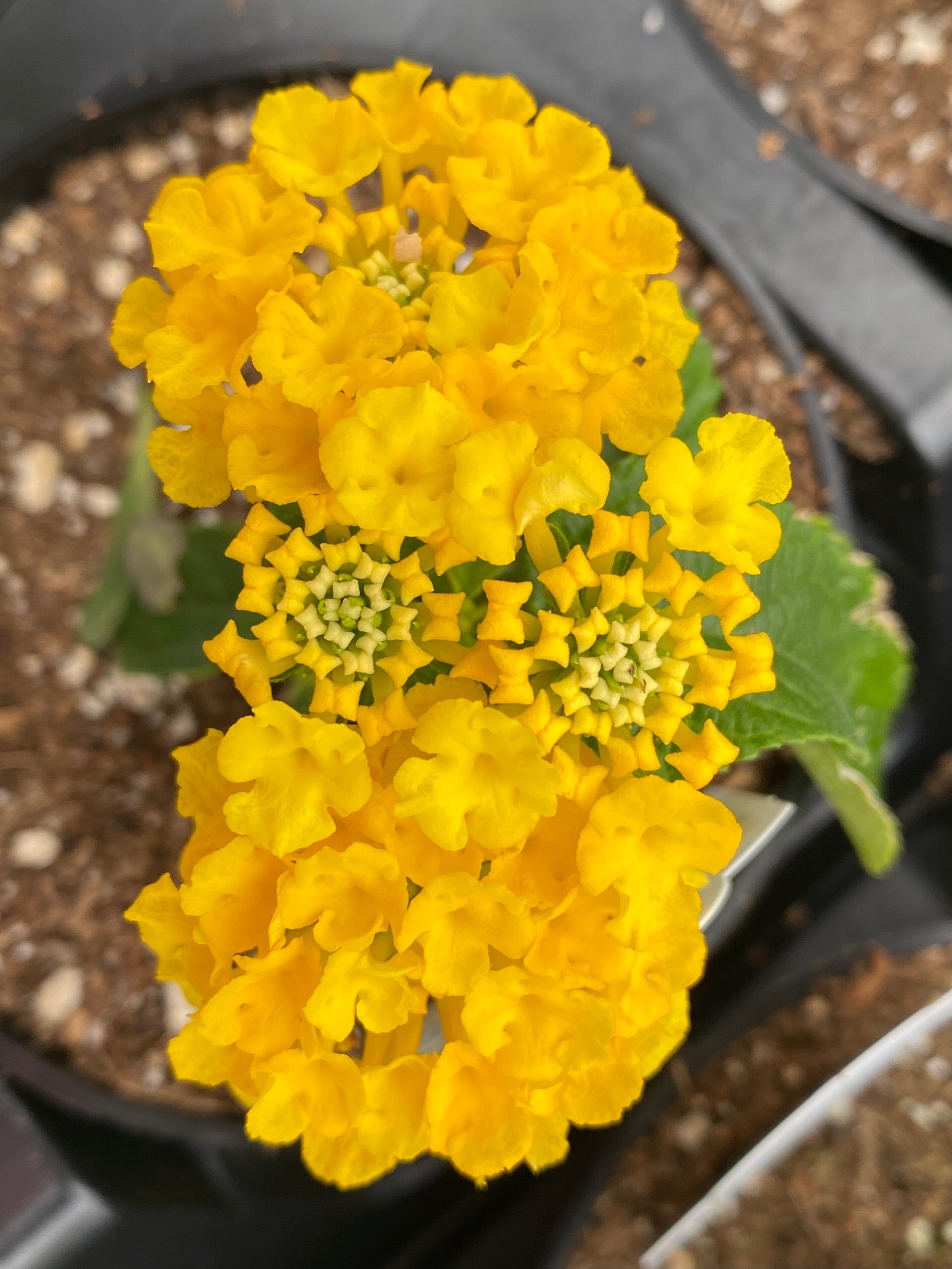 LANTANA LUCKY YELLOW