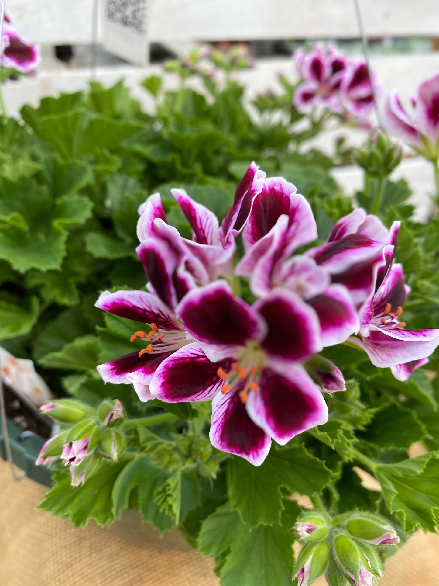 GERANIUM MARTHA WASHINGTON ELEGANCE IMPERIAL - 10" HANGING BASKET