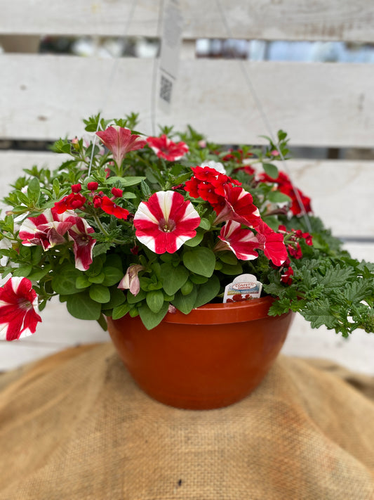 COMBO PEPPERMINT CANDY - 10" HANGING BASKET