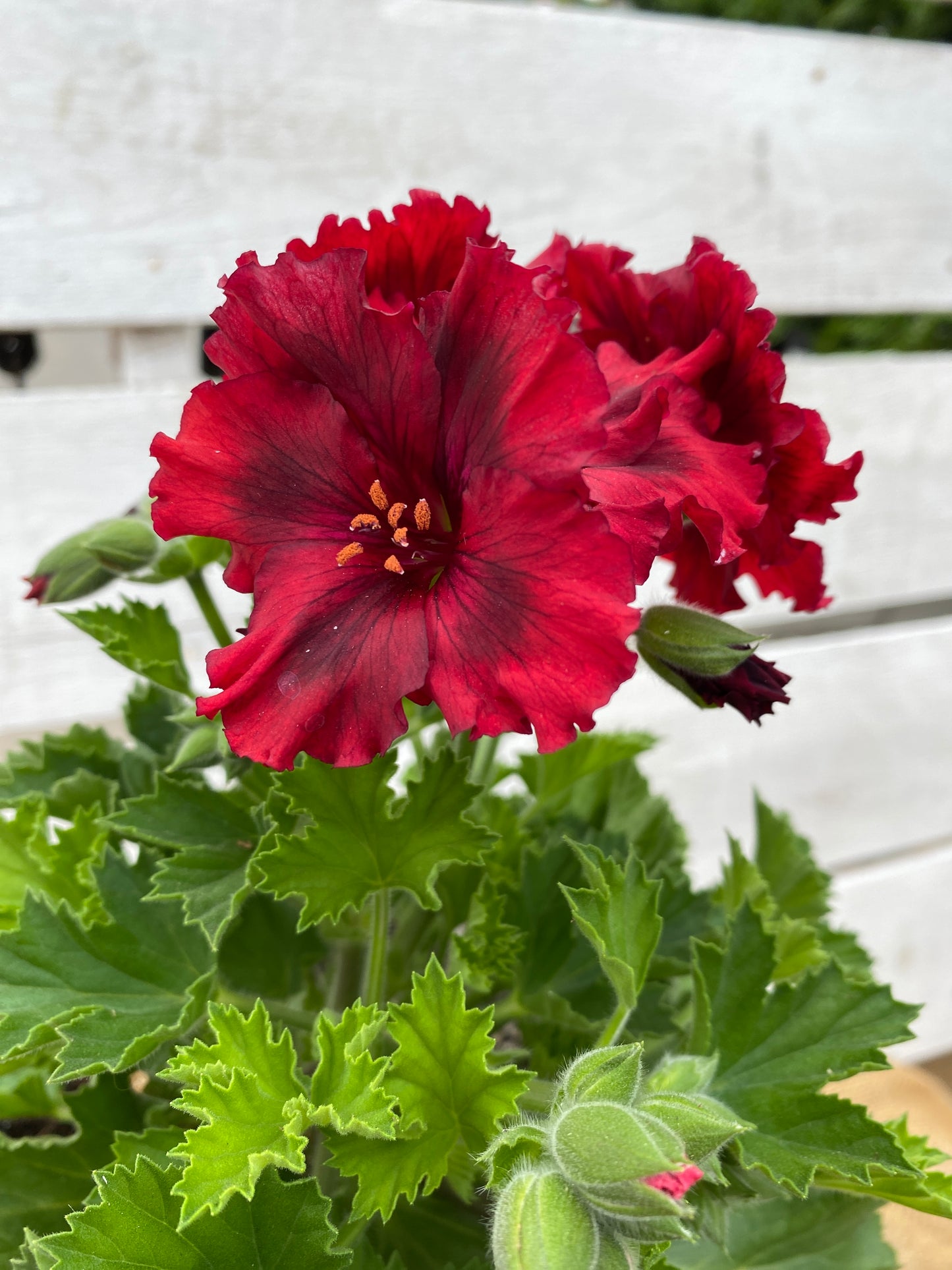 GERANIUM MARTHA WASHINGTON ELEGANCE CLARET