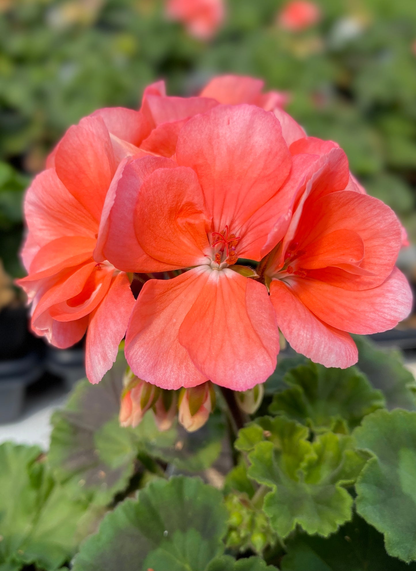 GERANIUM FANTASIA SALMON