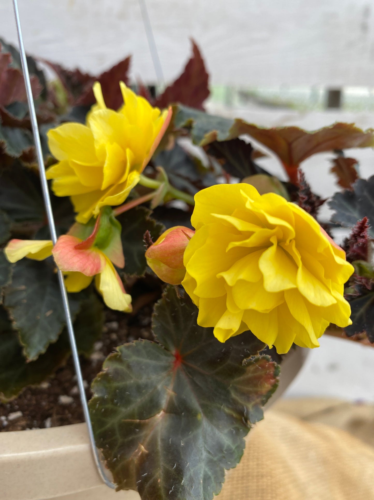 BEGONIA ICONIA PORTOFINO YELLOW - 10'' HANGING BASKET