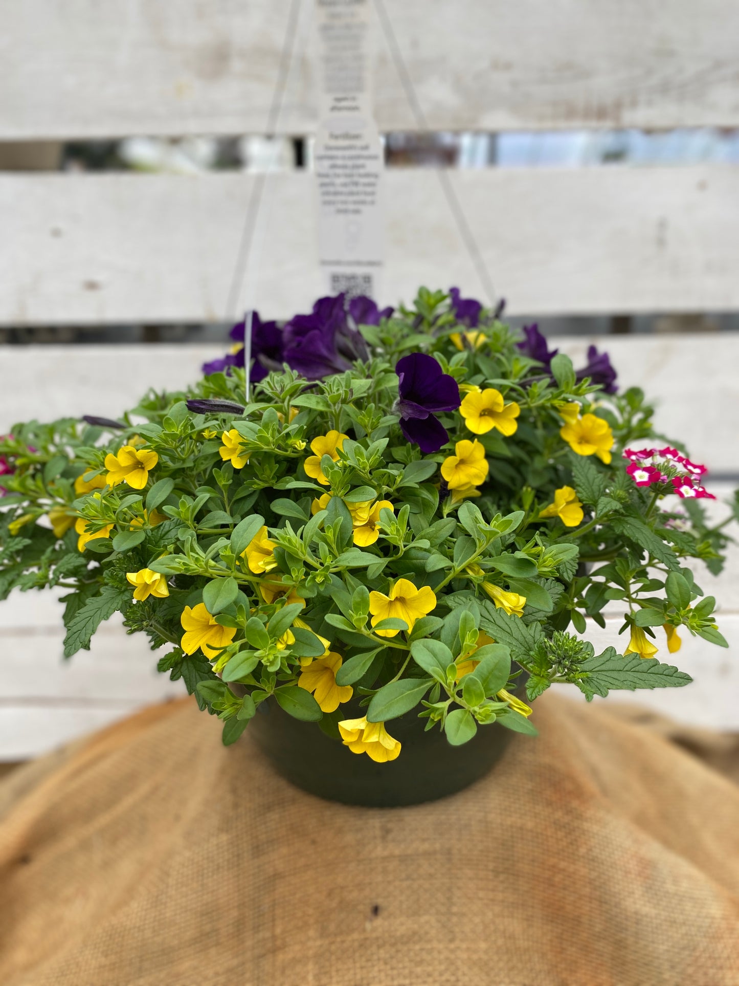 COMBO OVER THE TOP - 10" HANGING BASKET