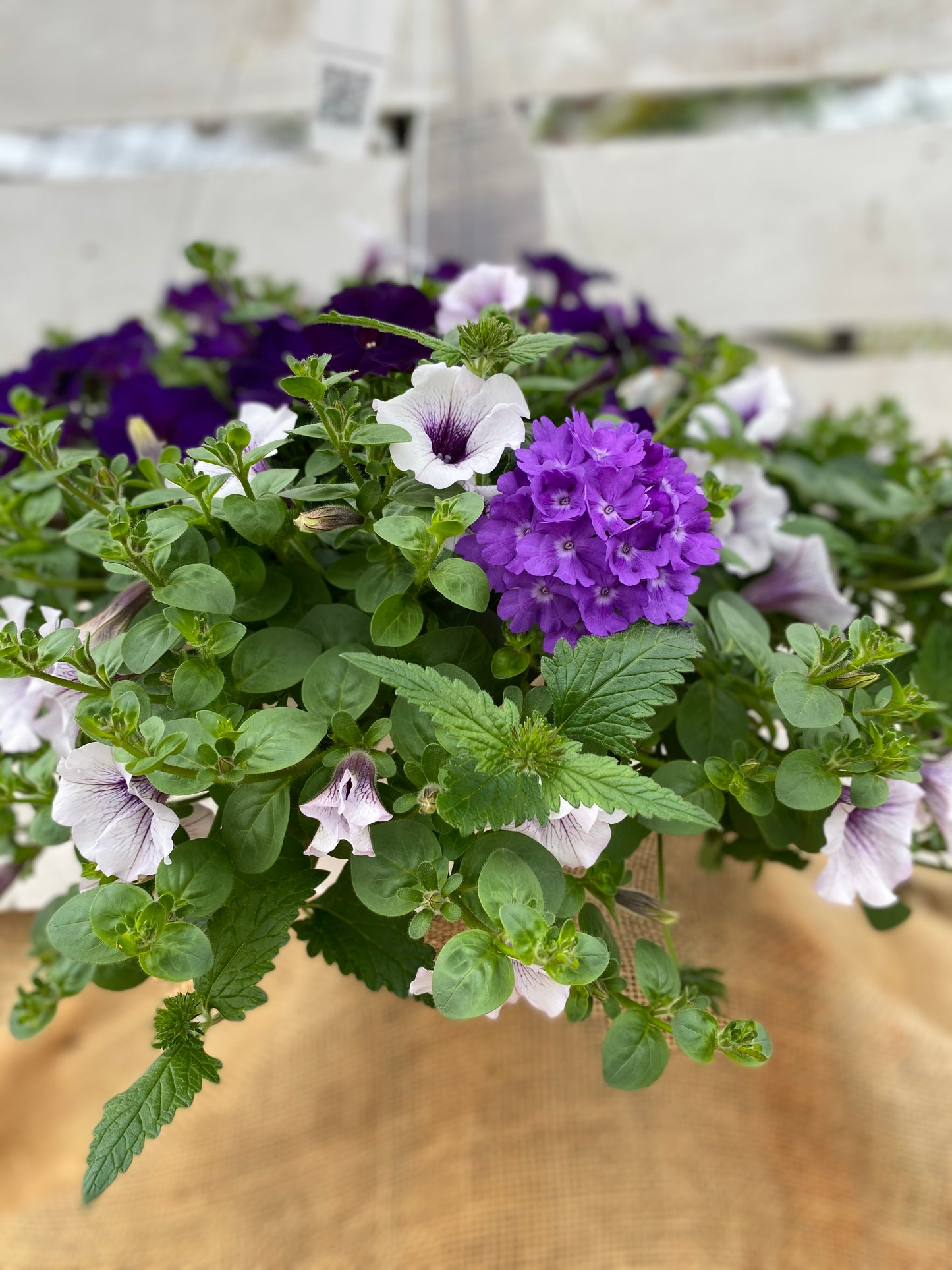 COMBO LILAC FESTIVAL - 12" HANGING BASKET