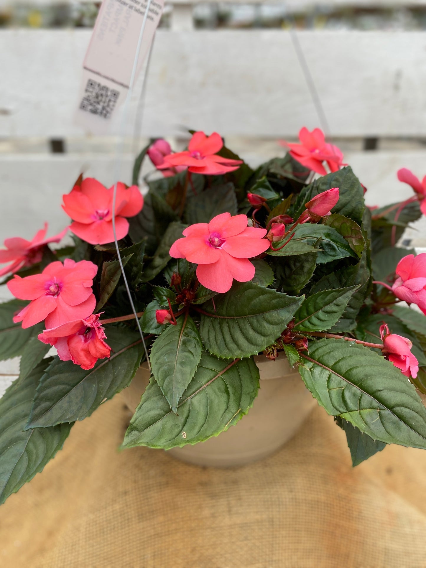 SUNPATIENS COMPACT CORAL PINK - 10'' HANGING BASKET