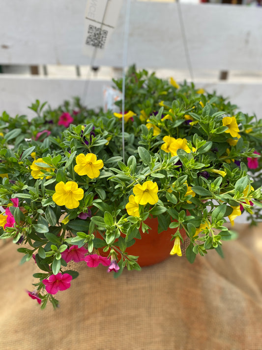 COMBO SUNDANCE - 10" HANGING BASKET