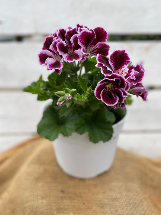 GERANIUM MARTHA WASHINGTON ELEGANCE IMPERIAL