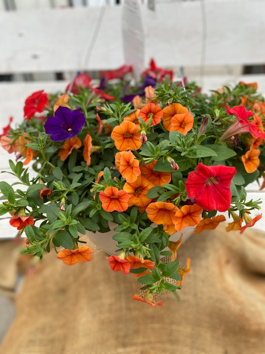 COMBO LIVIN ON THE EDGE - 12" HANGING BASKET