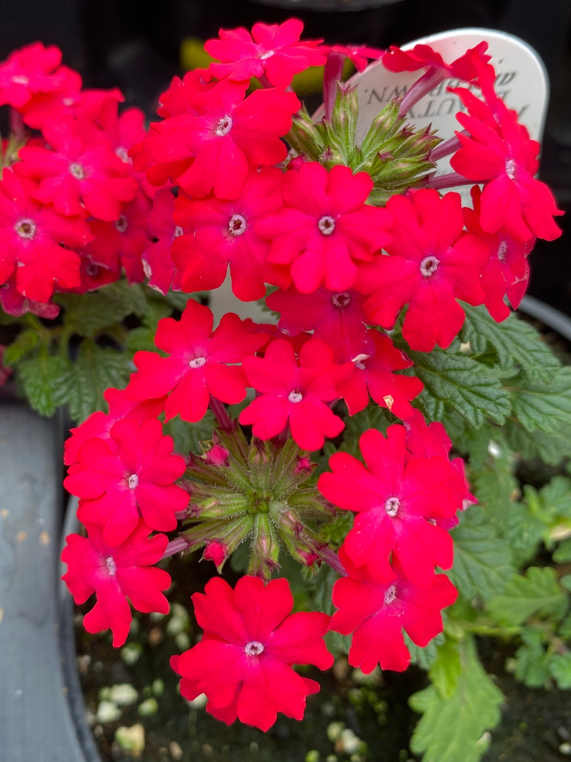 VERBENA SUPERBENA ROAYLE ICED CHERRY