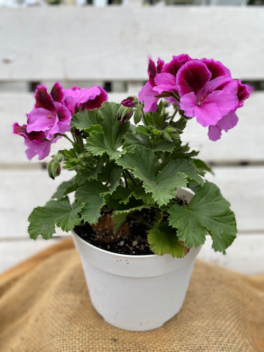 GERANIUM MARTHA WASHINGTON ELEGANCE LILAC MAJESTY