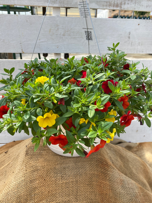 COMBO TROPICALI - 10" HANGING BASKET