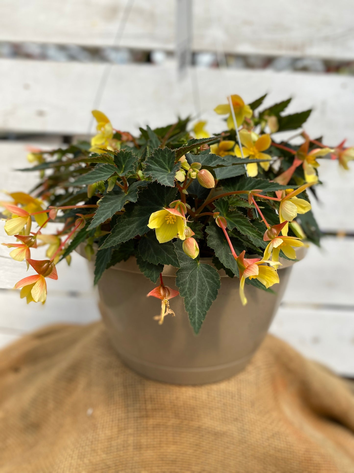 BEGONIA MISTRAL YELLOW - 10'' HANGING BASKET