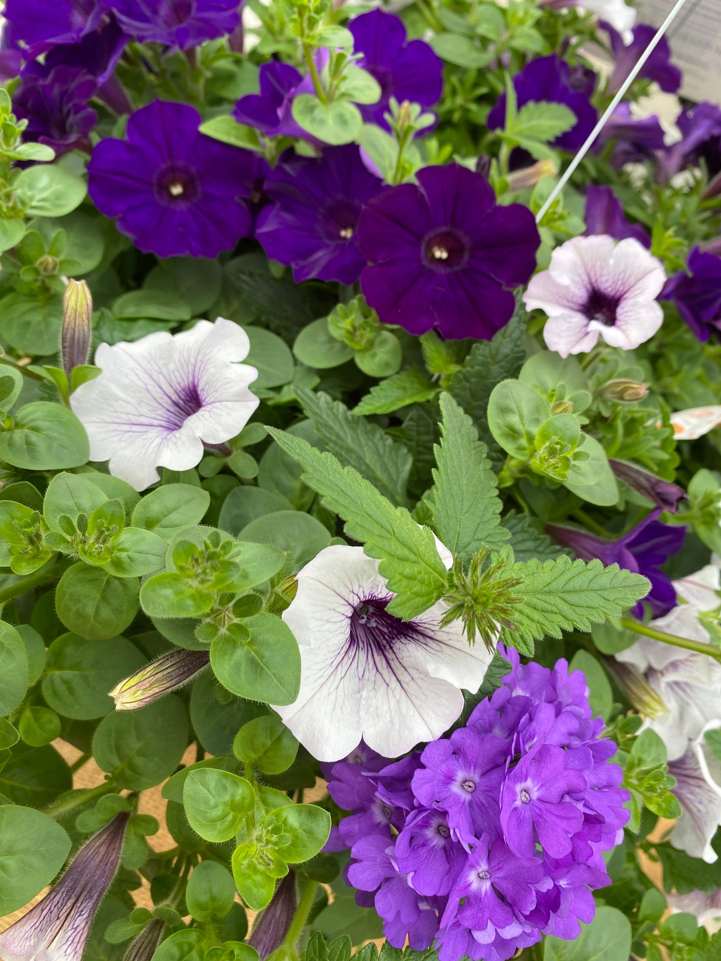 COMBO LILAC FESTIVAL - 12" HANGING BASKET