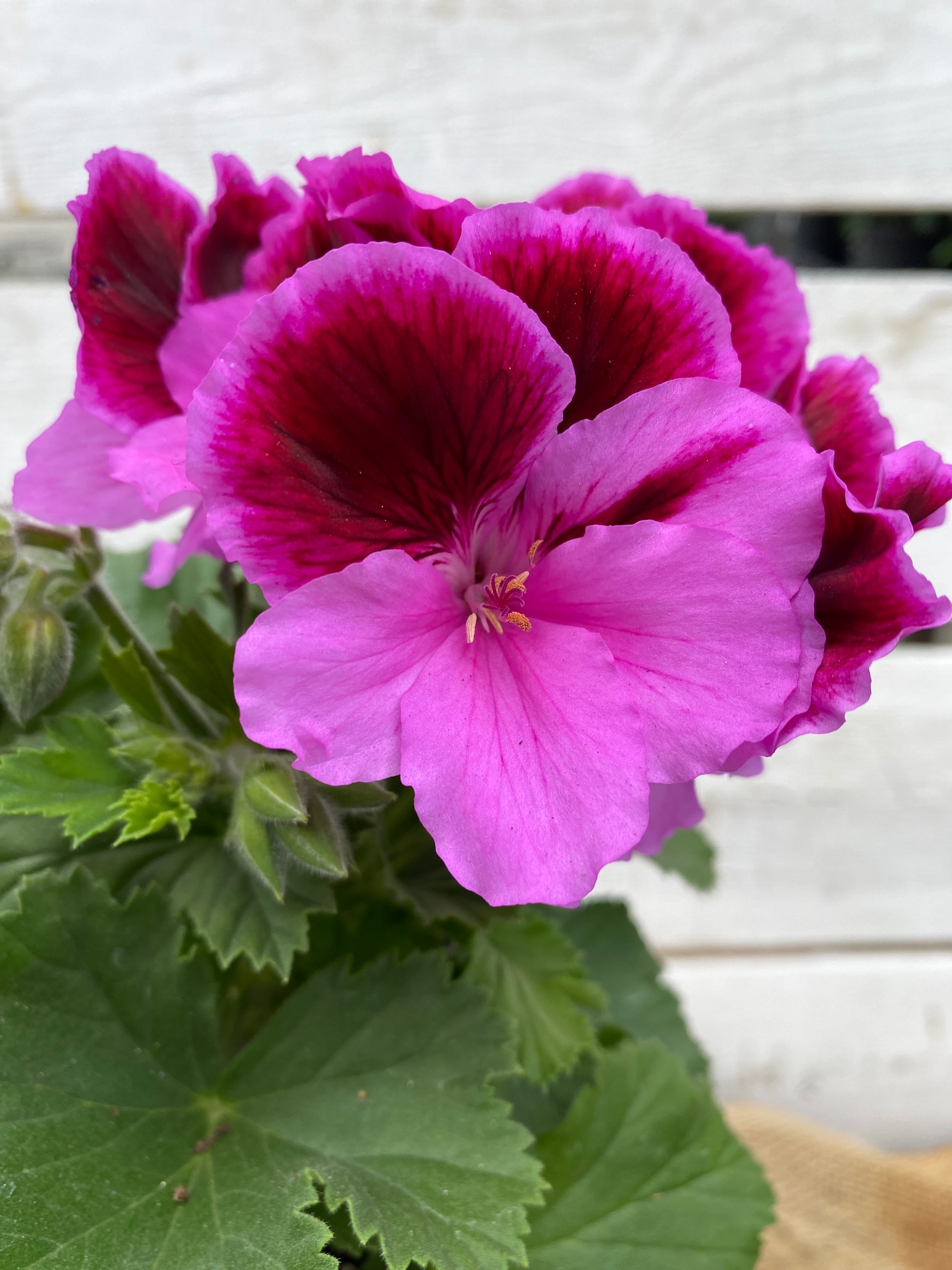 GERANIUM MARTHA WASHINGTON ELEGANCE LILAC MAJESTY