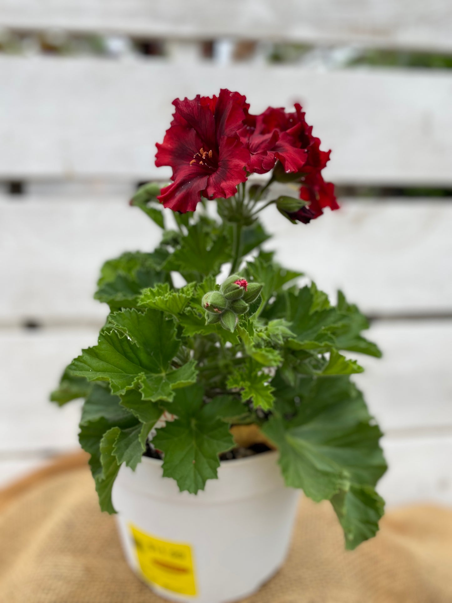 GERANIUM MARTHA WASHINGTON ELEGANCE CLARET