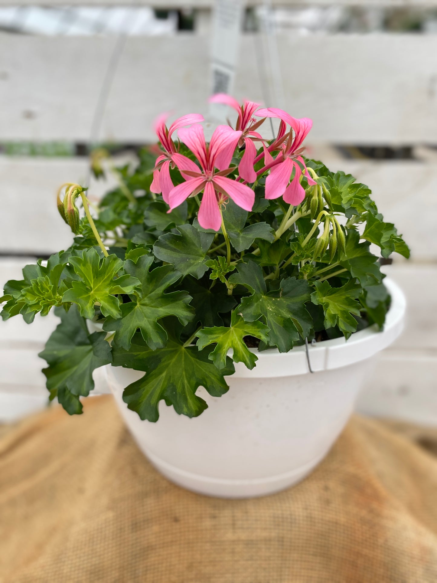 GERANIUM SOFIE CASCADE - 10'' HANGING BASKET