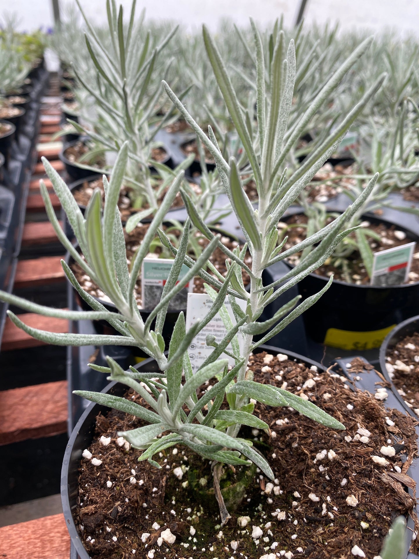 HELICHRYSUM SILVER THREADS