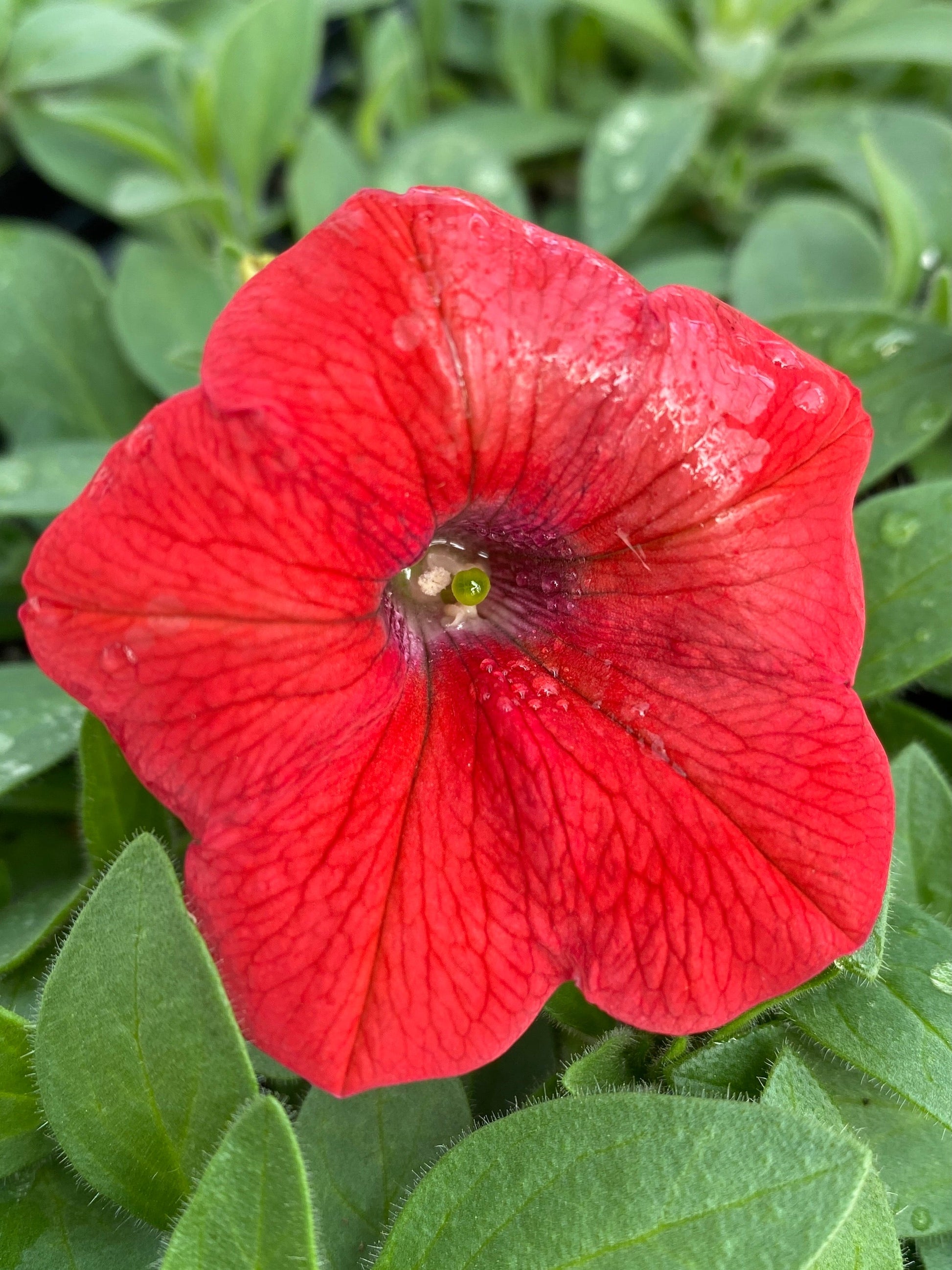 PETUNIA SHOCK WAVE RED