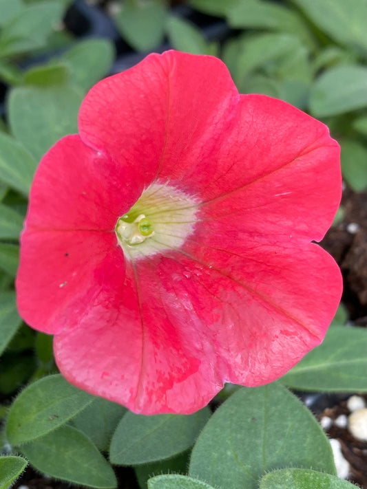 PETUNIA SHOCK WAVE CORAL CRUSH