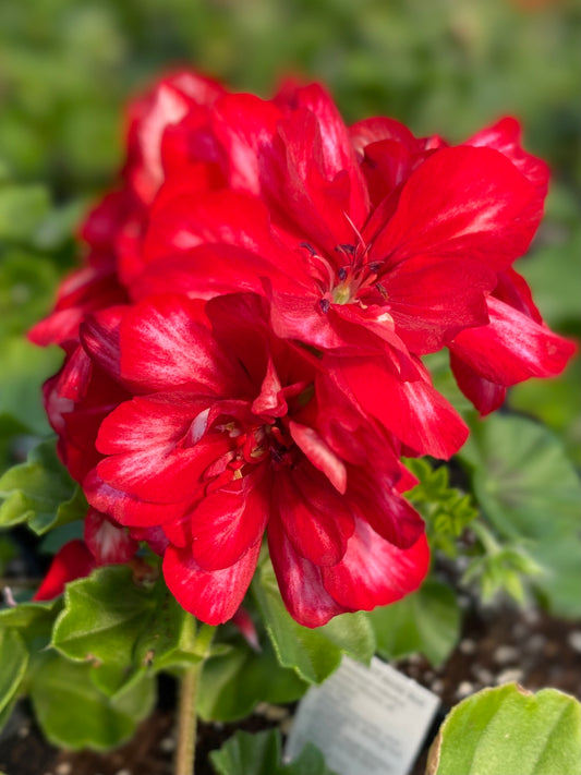 GERANIUM FREESTYLE ARCTIC RED