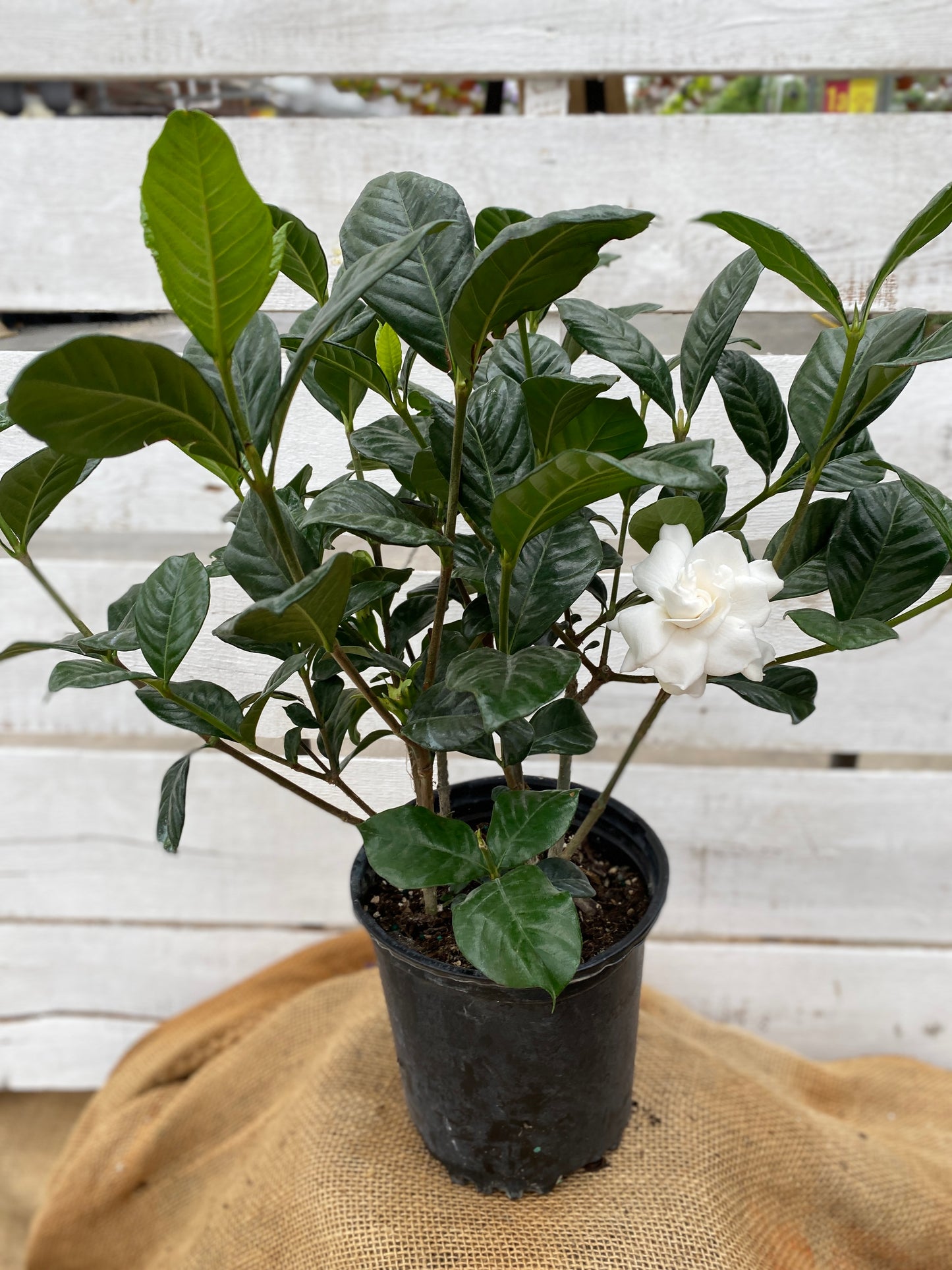 GARDENIA - 6'' BUSH