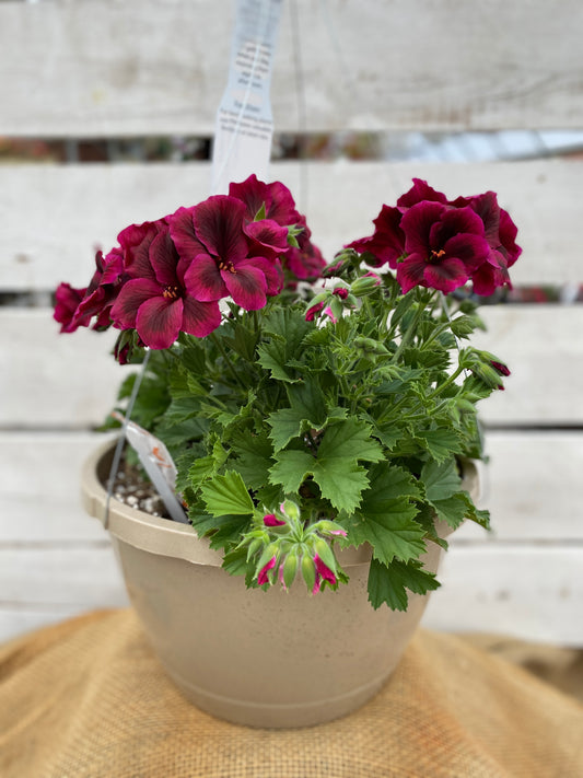 GERANIUM MARTHA WASHINGTON ELEGANCE BURGUNDY - 10" HANGING BASKET