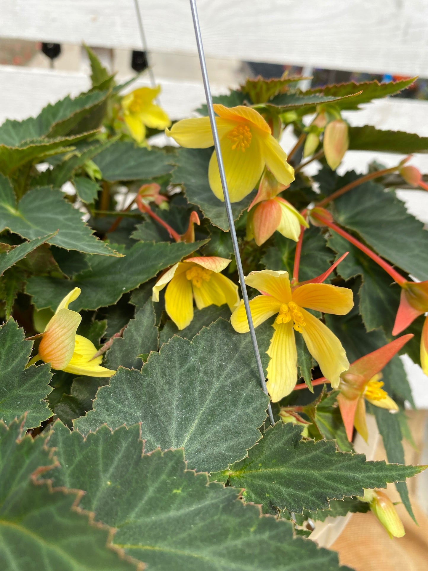 BEGONIA MISTRAL YELLOW - 10'' HANGING BASKET