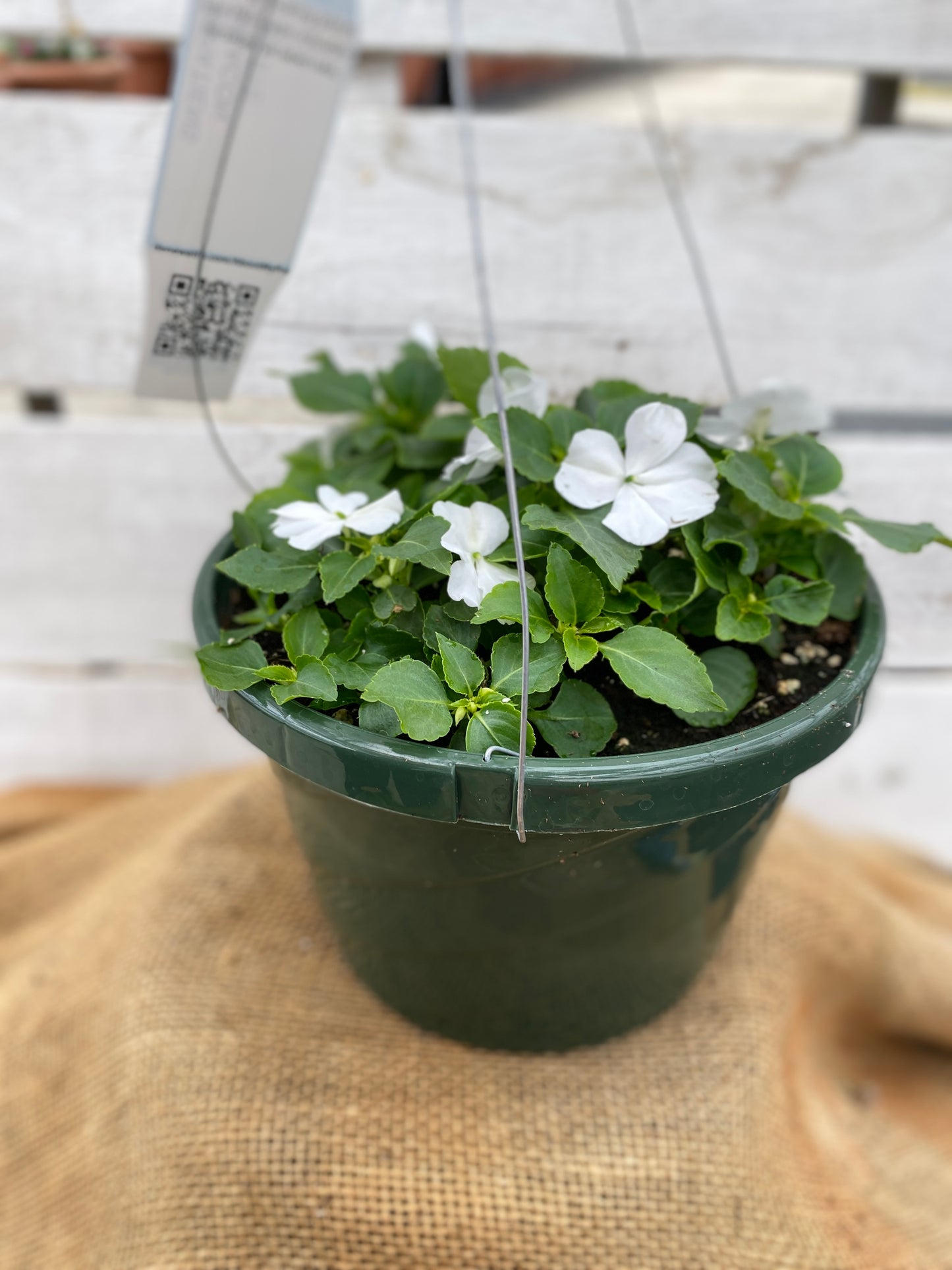 IMPATIENS BEACON WHITE - HANGING BASKET