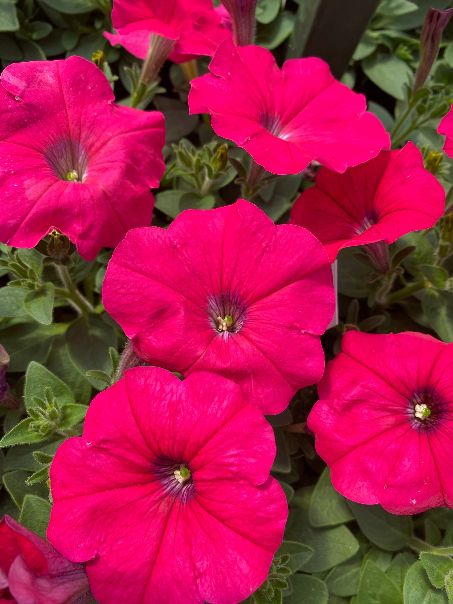 PETUNIA MADNESS ROSE